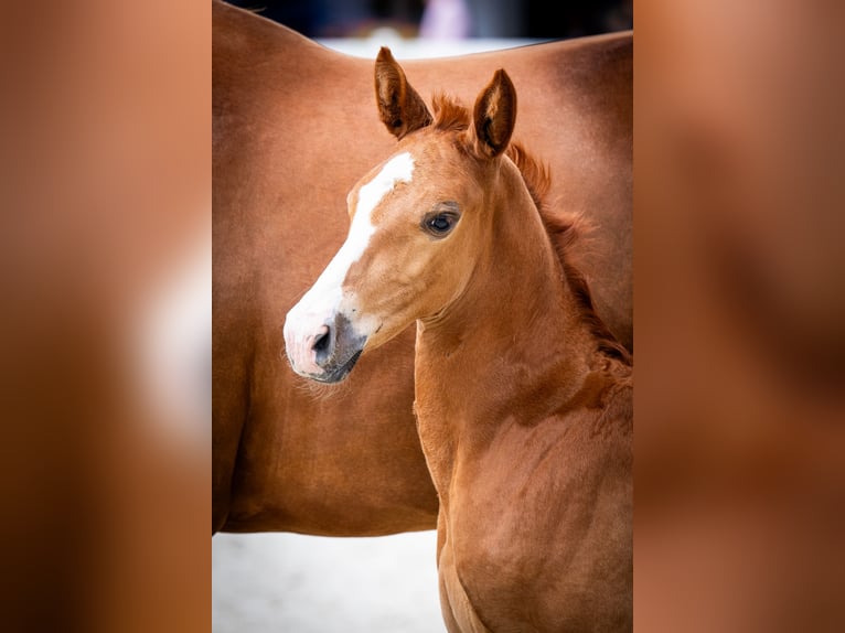 Zangersheider Stallion 1 year Chestnut-Red in Poznań