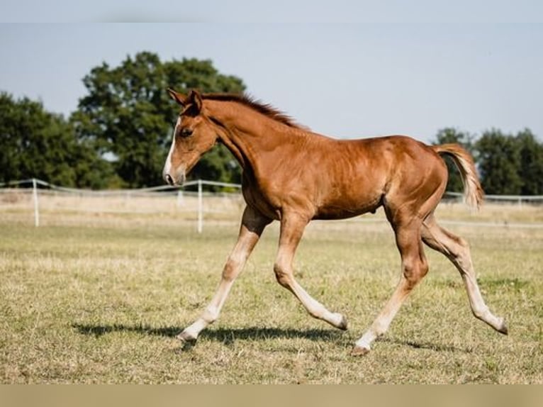 Zangersheider Stallion 1 year Chestnut-Red in Poznań