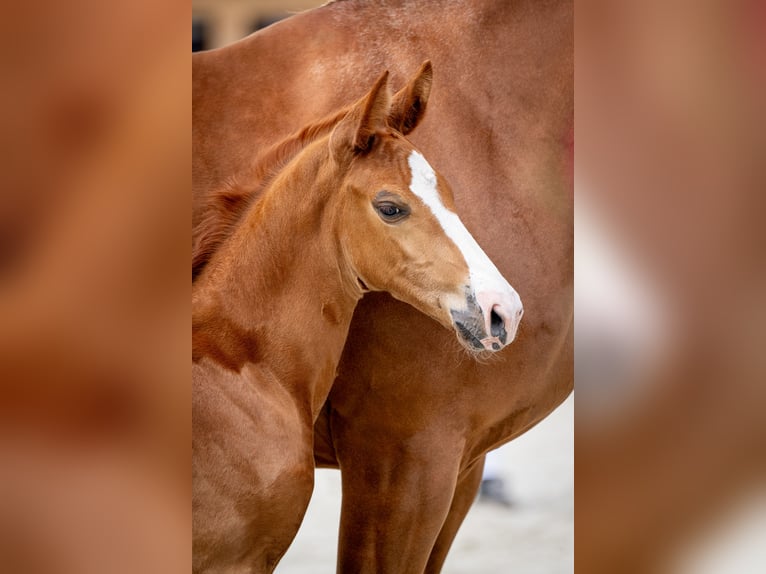 Zangersheider Stallion 1 year Chestnut-Red in Poznań