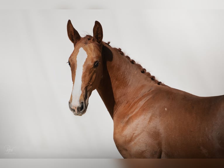 Zangersheider Stallion 1 year Chestnut-Red in Rościsławice