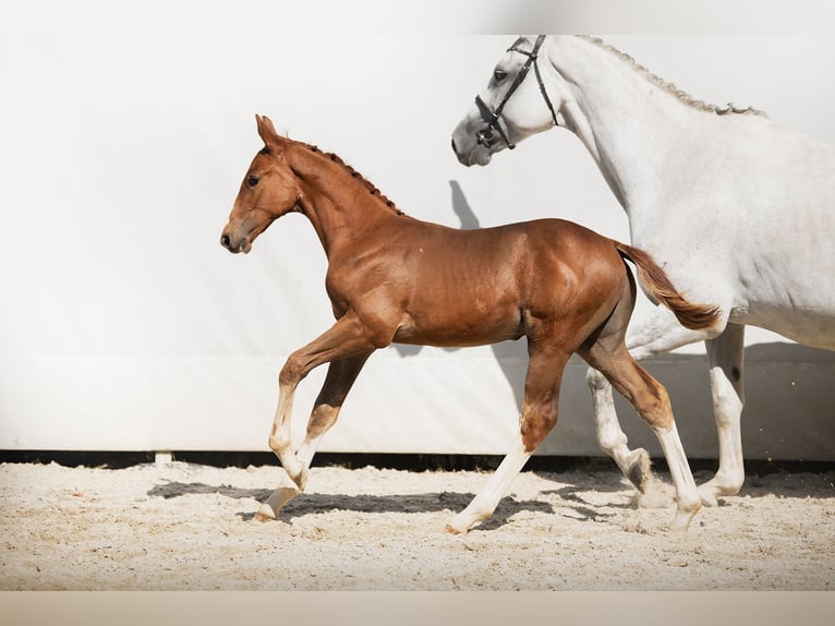 Zangersheider Stallion 1 year Chestnut-Red in Rościsławice