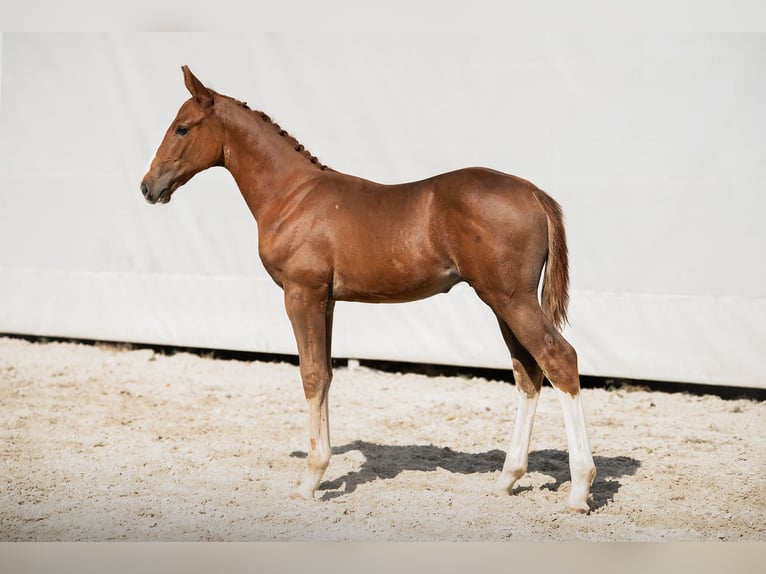 Zangersheider Stallion 1 year Chestnut-Red in Rościsławice