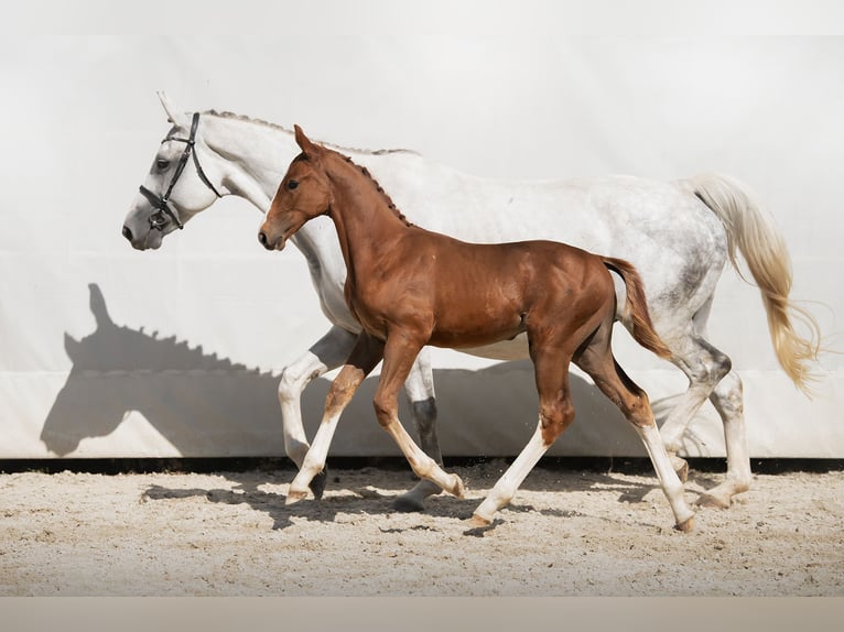 Zangersheider Stallion 1 year Chestnut-Red in Rościsławice