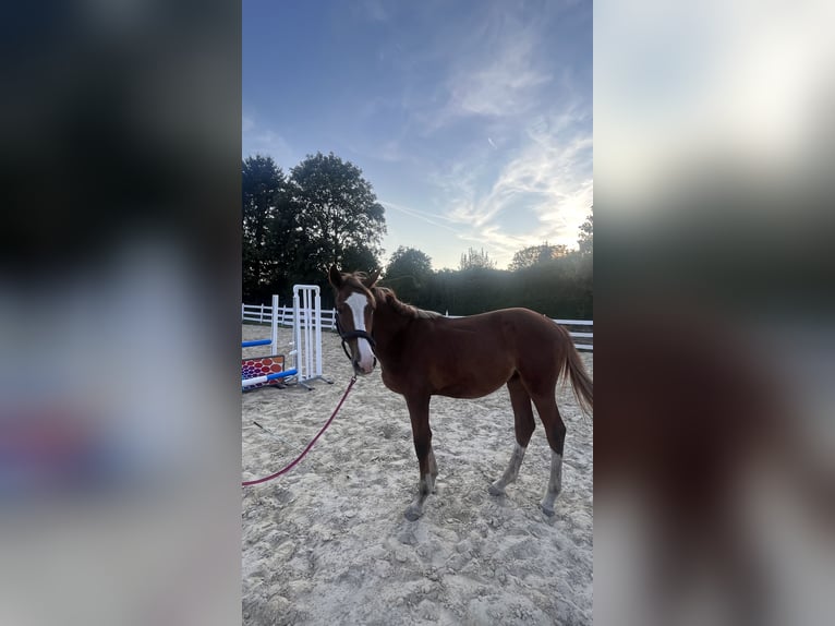 Zangersheider Stallion 1 year Chestnut-Red in Zella-Mehlis