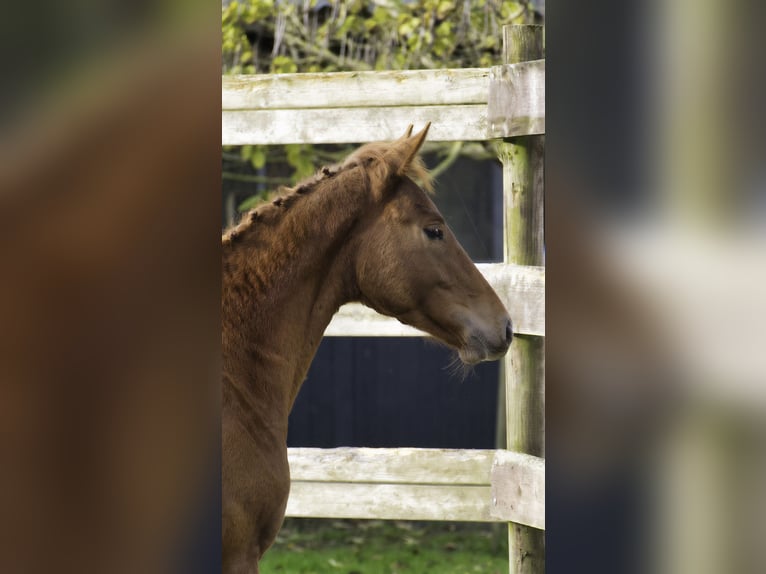 Zangersheider Stallion 1 year Chestnut in Hannut