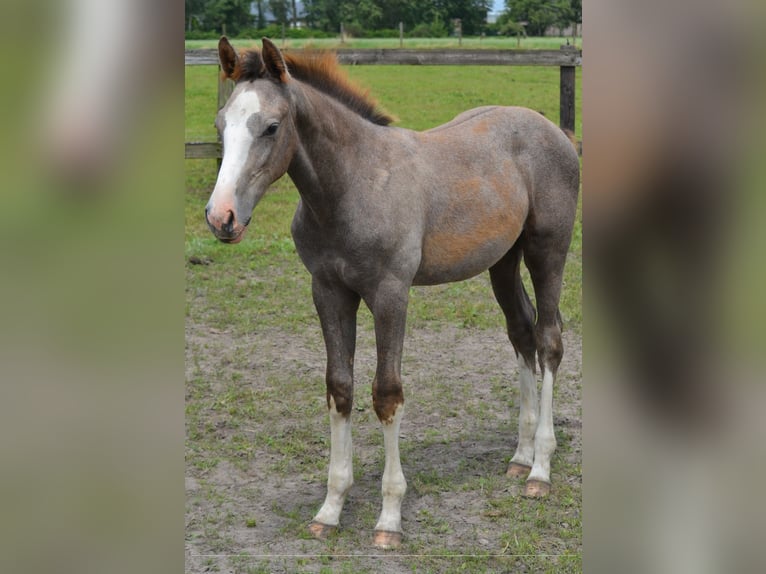 Zangersheider Stallion 1 year Gray in Brecht