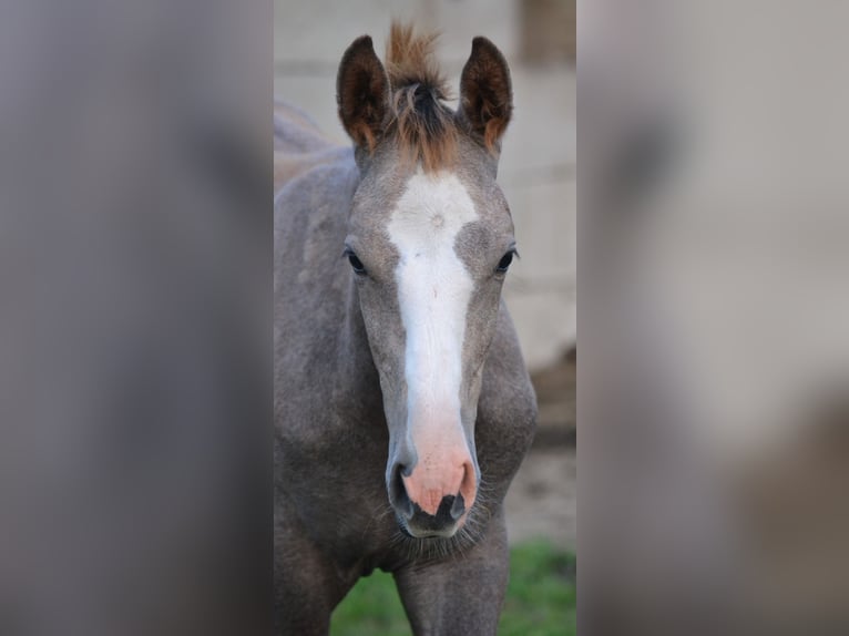 Zangersheider Stallion 1 year Gray in Brecht