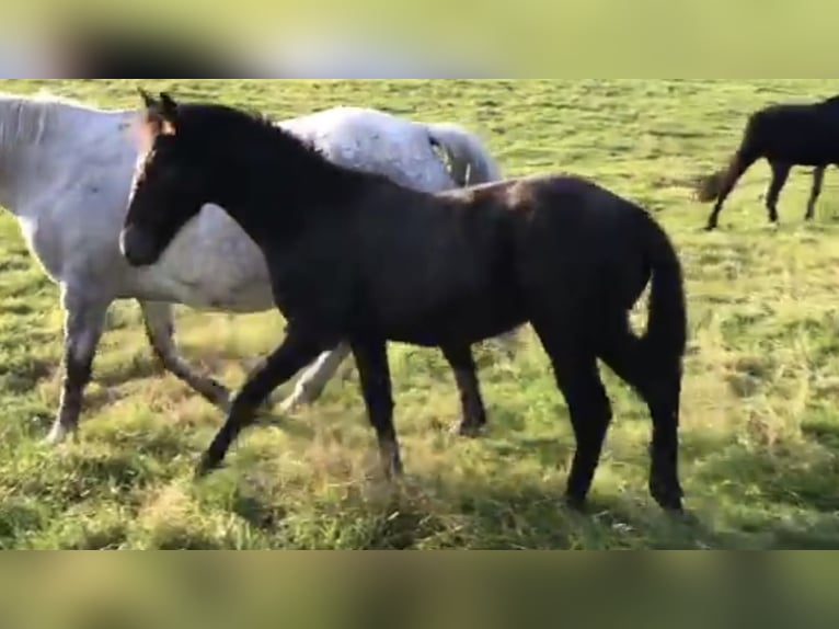Zangersheider Stallion 1 year Gray in Anthisnes
