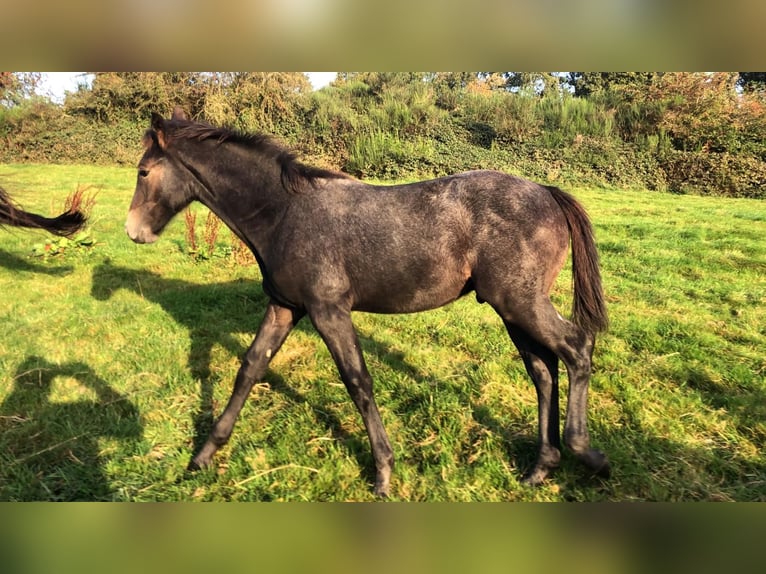 Zangersheider Stallion 1 year Gray in Anthisnes