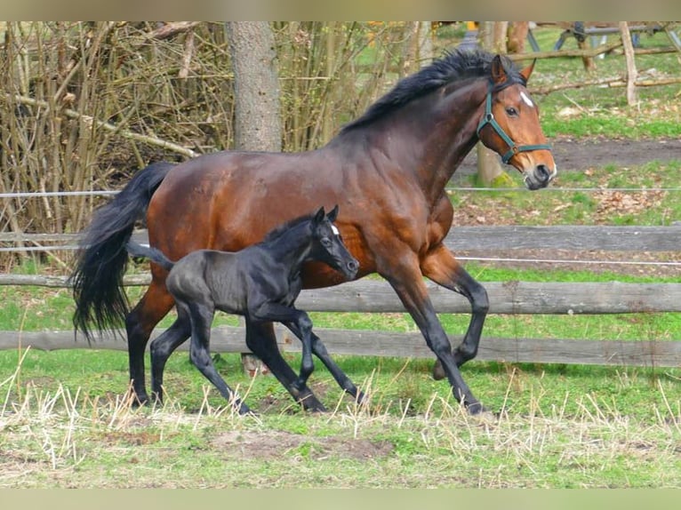 Zangersheider Stallion 1 year Gray in Göhrde Plumbohm