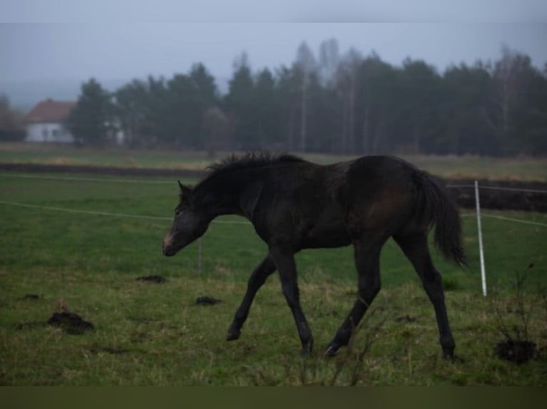 Zangersheider Stallion 1 year Grey in Czarże