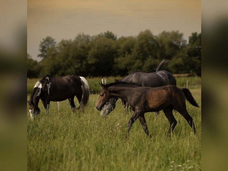 Zangersheider Stallion 1 year Grey in Gzin
