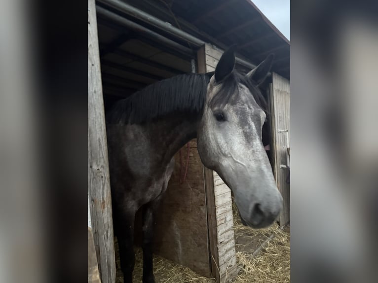 Zangersheider Stallion 1 year Grey in Gzin