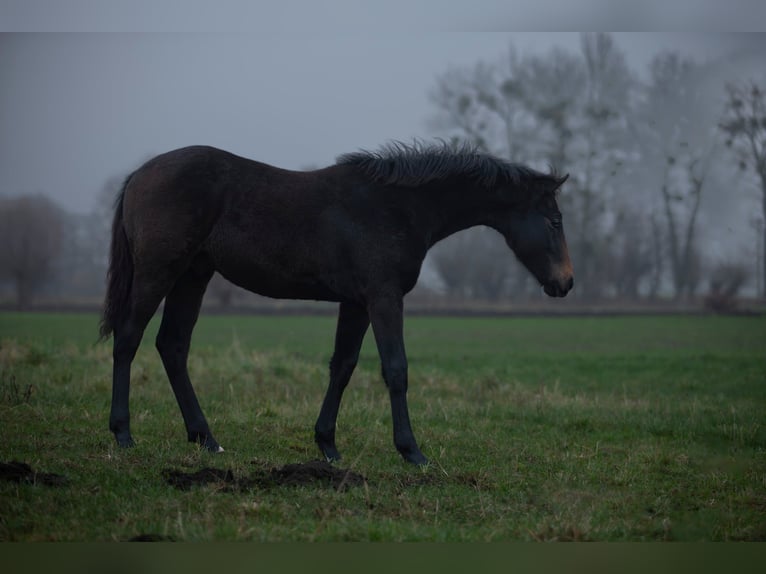 Zangersheider Stallion 1 year Grey in Gzin