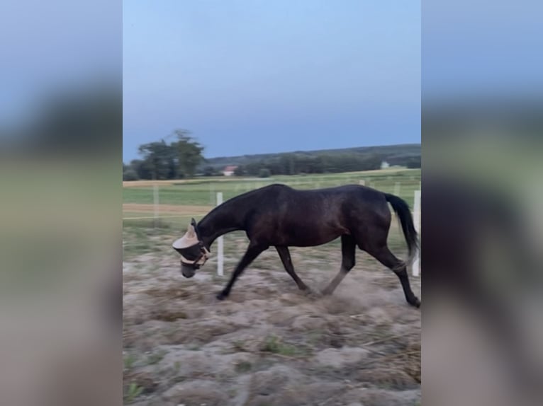 Zangersheider Stallion 1 year Grey in Gzin