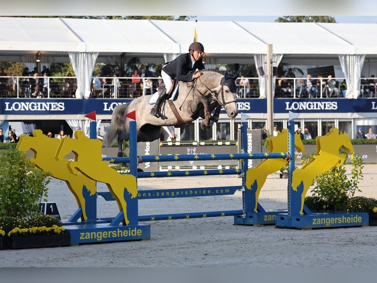 Zangersheider Stallion 1 year Grey in Gzin