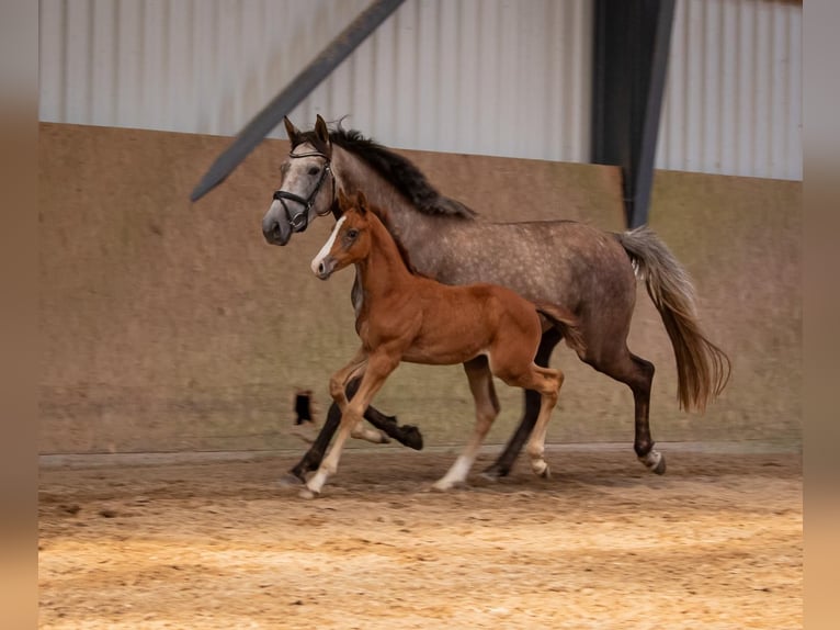 Zangersheider Stallion 1 year Grey in Seetz