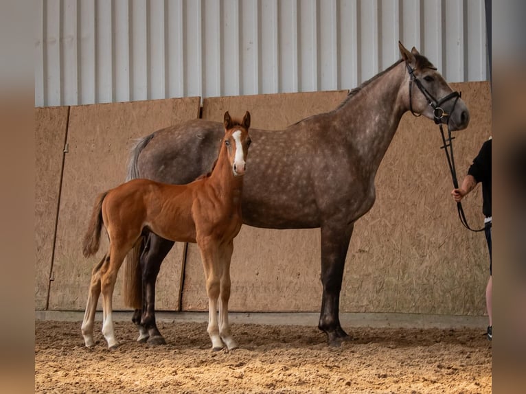 Zangersheider Stallion 1 year Grey in Seetz