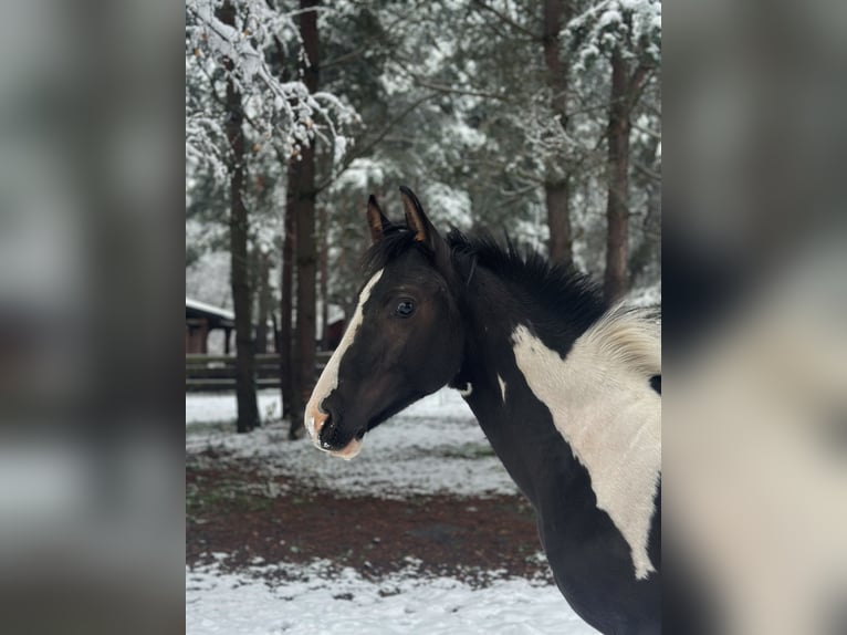 Zangersheider Stallion 1 year Pinto in Mokrzyska
