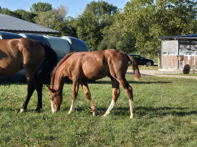 Zangersheider Stallion 1 year in OBERHOFFEN-SUR-MODER