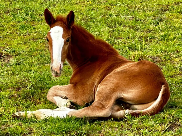 Zangersheider Stallion 1 year in OBERHOFFEN-SUR-MODER