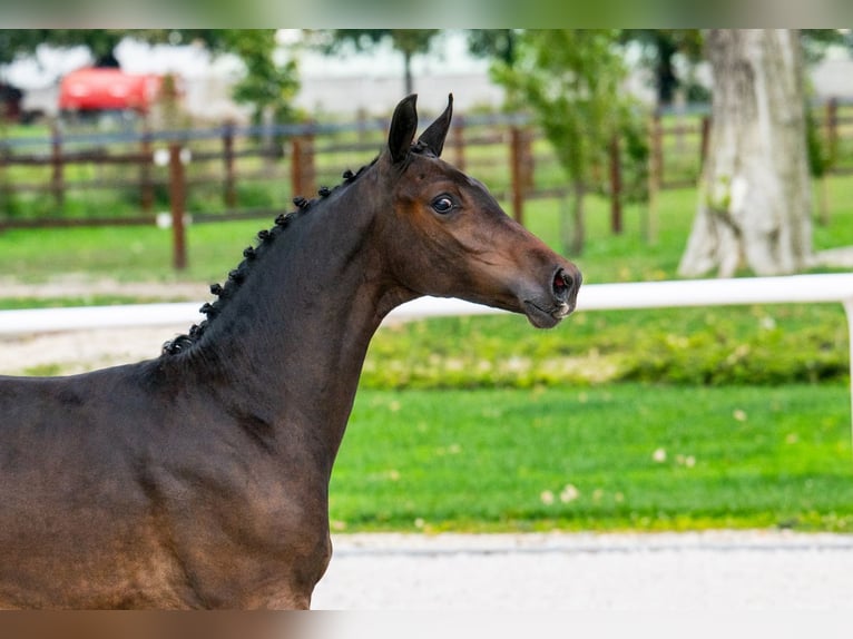 Zangersheider Stallion 1 year in T&#xF6;k