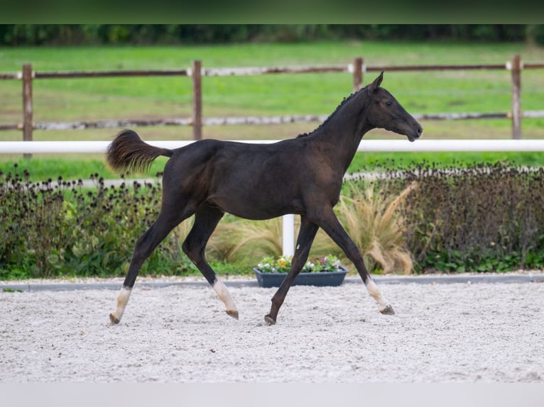 Zangersheider Stallion 1 year in T&#xF6;k