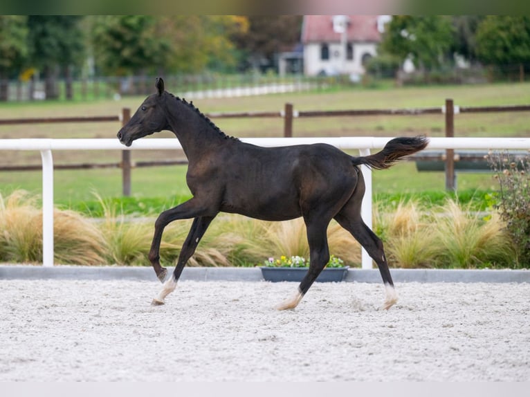 Zangersheider Stallion 1 year in T&#xF6;k