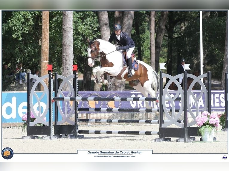 Zangersheider Stallion 1 year Tobiano-all-colors in Ambazac