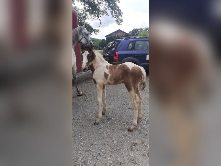 Zangersheider Stallion 1 year Tobiano-all-colors in Ambazac