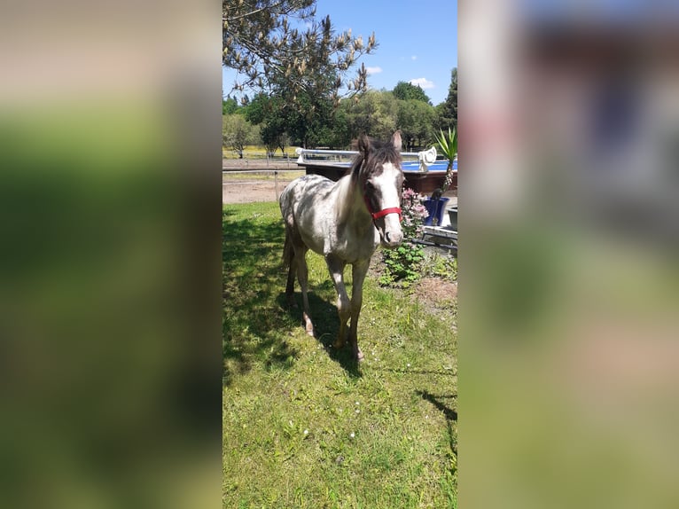 Zangersheider Stallion 1 year Tobiano-all-colors in Ambazac