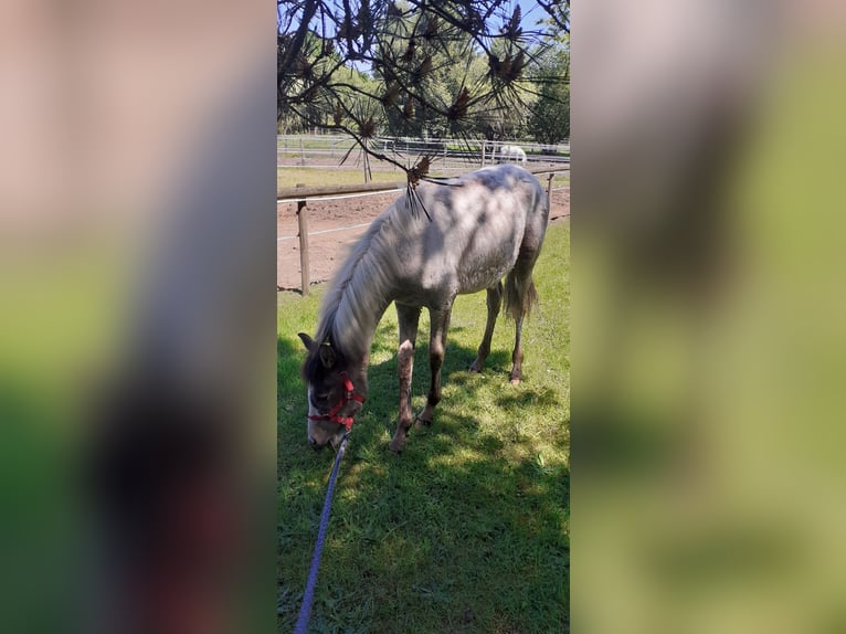 Zangersheider Stallion 1 year Tobiano-all-colors in Ambazac