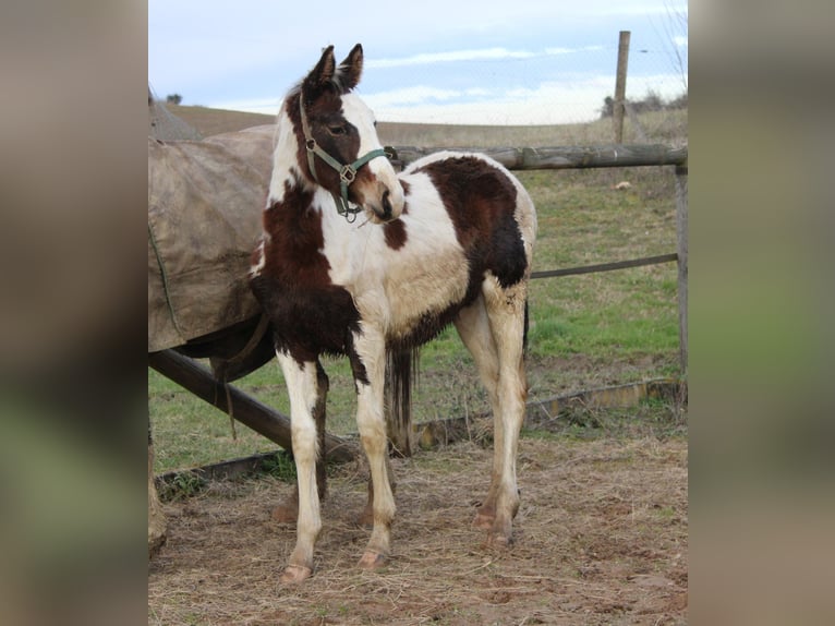 Zangersheider Stallion 1 year Tobiano-all-colors in Teyssode