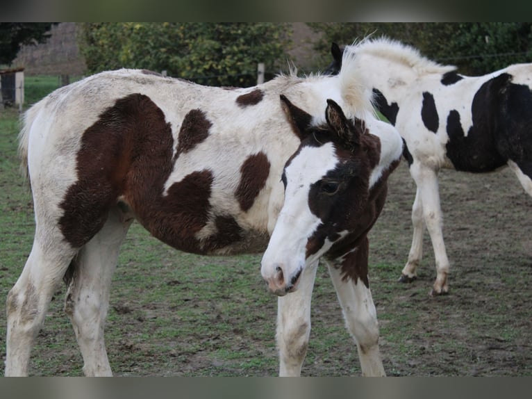 Zangersheider Stallion 1 year Tobiano-all-colors in Teyssode