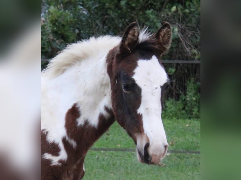 Zangersheider Stallion 1 year Tobiano-all-colors in Teyssode