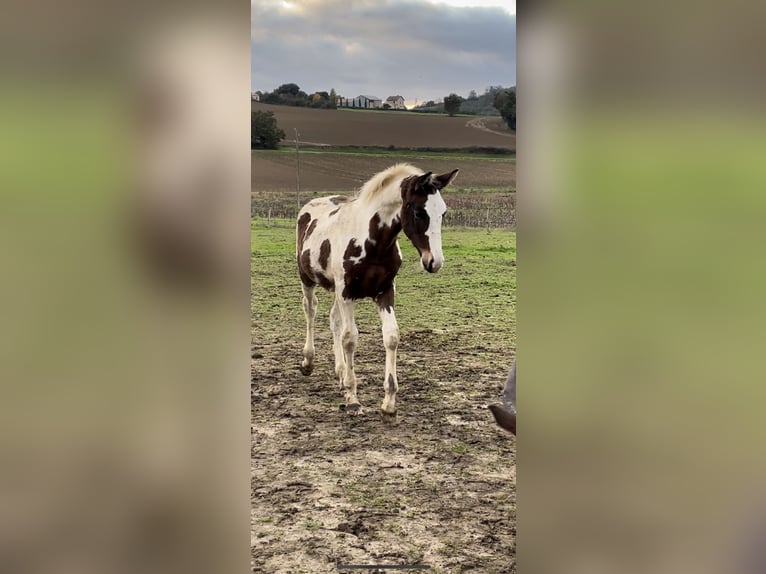 Zangersheider Stallion 1 year Tobiano-all-colors in Teyssode