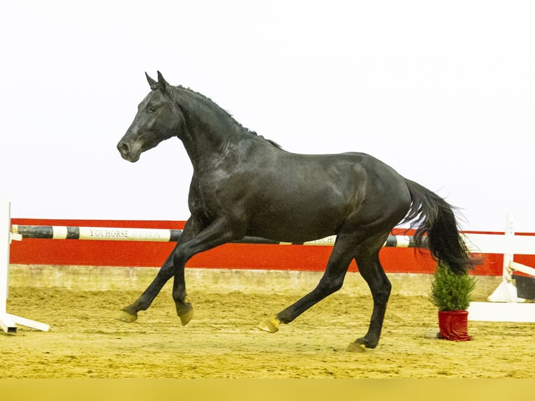 Zangersheider Stallion 2 years 14,1 hh Black in Waddinxveen