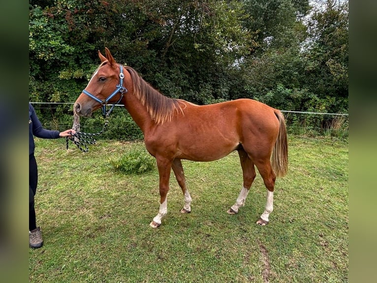 Zangersheider Stallion 2 years 14,1 hh Chestnut-Red in Satow