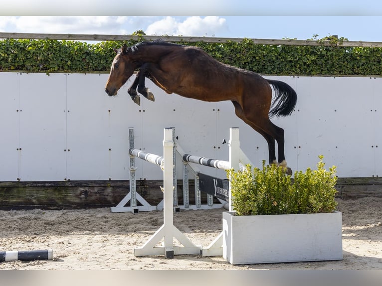 Zangersheider Stallion 2 years 15.1 hh Bay-Dark in Waddinxveen