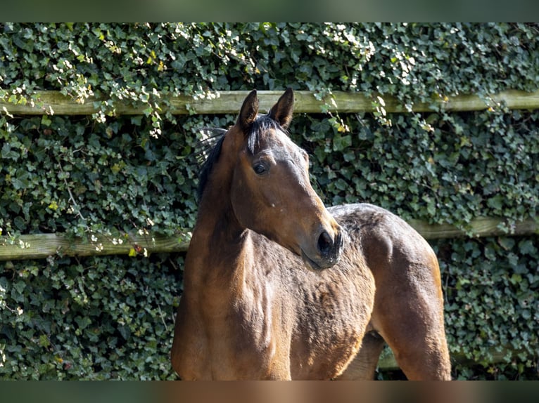 Zangersheider Stallion 2 years 15.1 hh Bay-Dark in Waddinxveen
