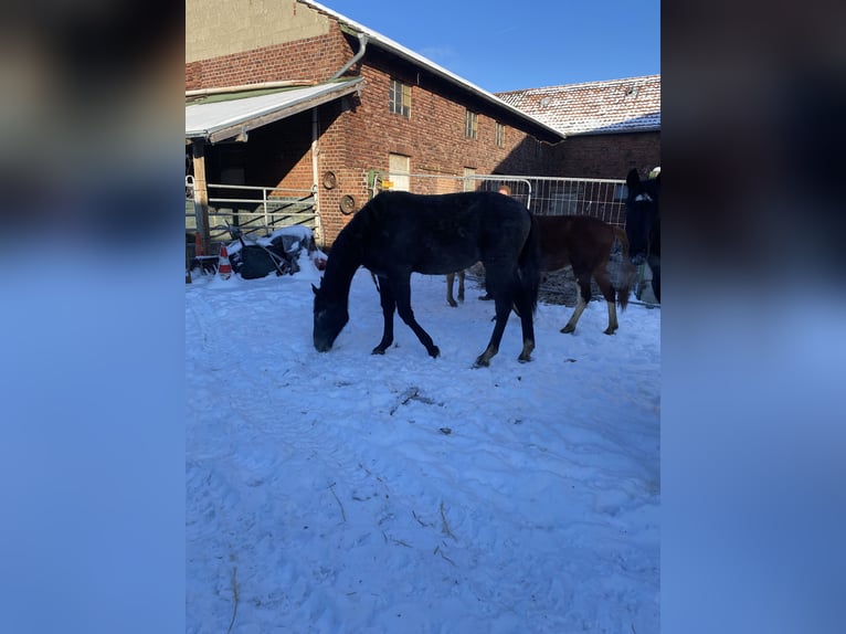 Zangersheider Stallion 2 years 15,1 hh Gray-Blue-Tan in Linnich