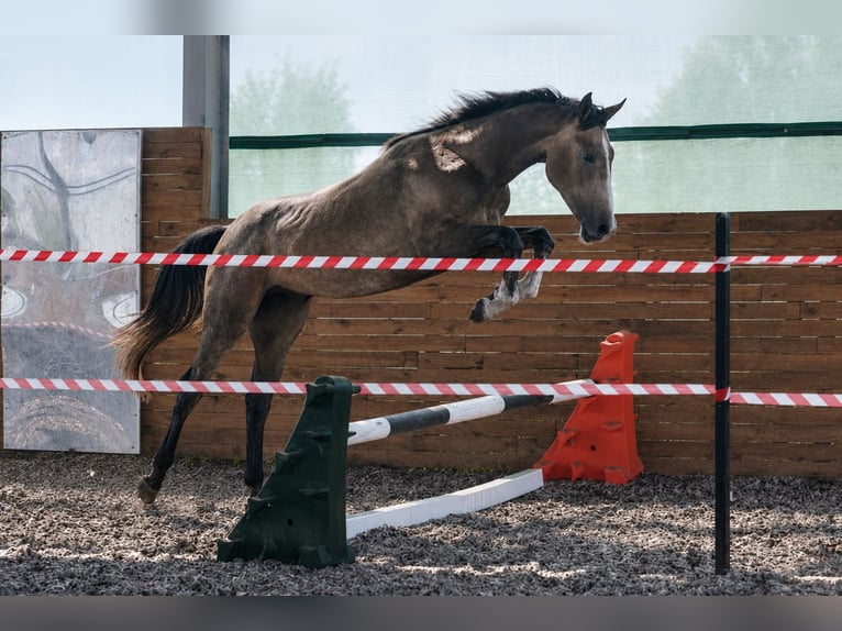 Zangersheider Stallion 2 years 15.1 hh Grey in Stary Lajszczew