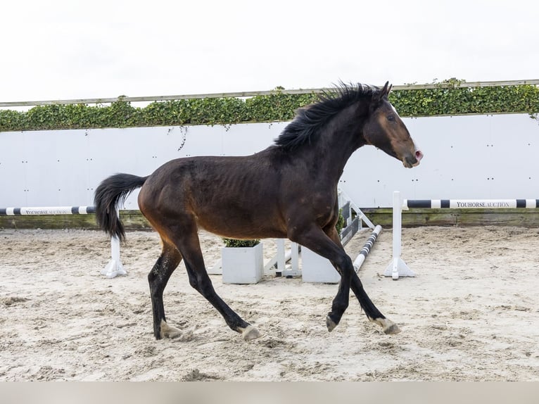 Zangersheider Stallion 2 years 15.2 hh Brown in Waddinxveen
