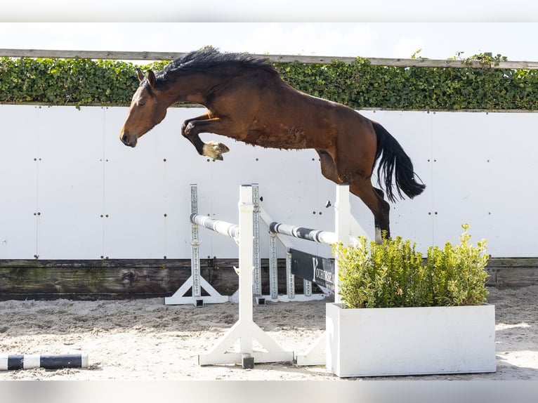 Zangersheider Stallion 2 years 15.2 hh Brown in Waddinxveen
