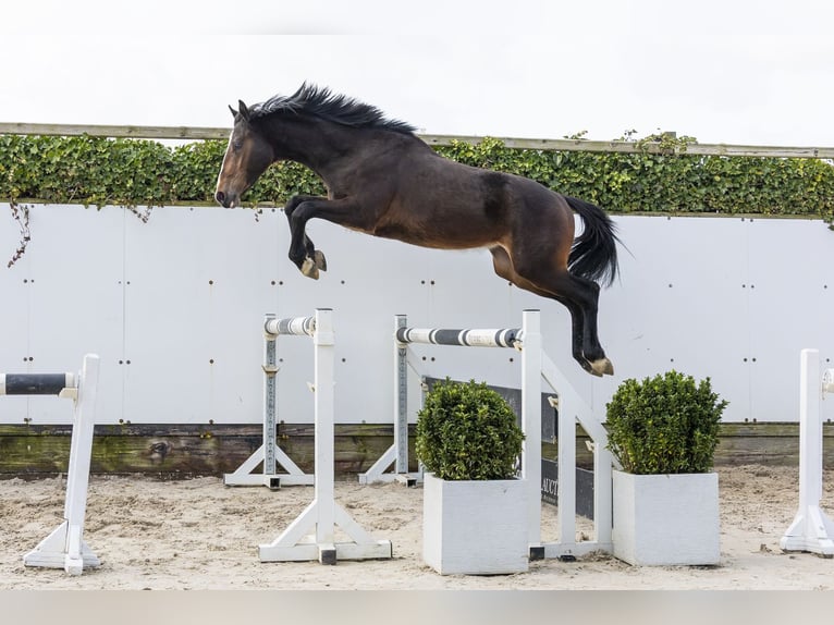 Zangersheider Stallion 2 years 15.2 hh Brown in Waddinxveen