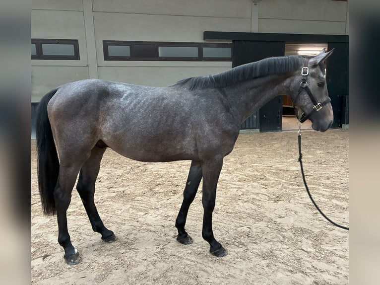 Zangersheider Stallion 2 years 15.2 hh Grey in Grote-Brogel