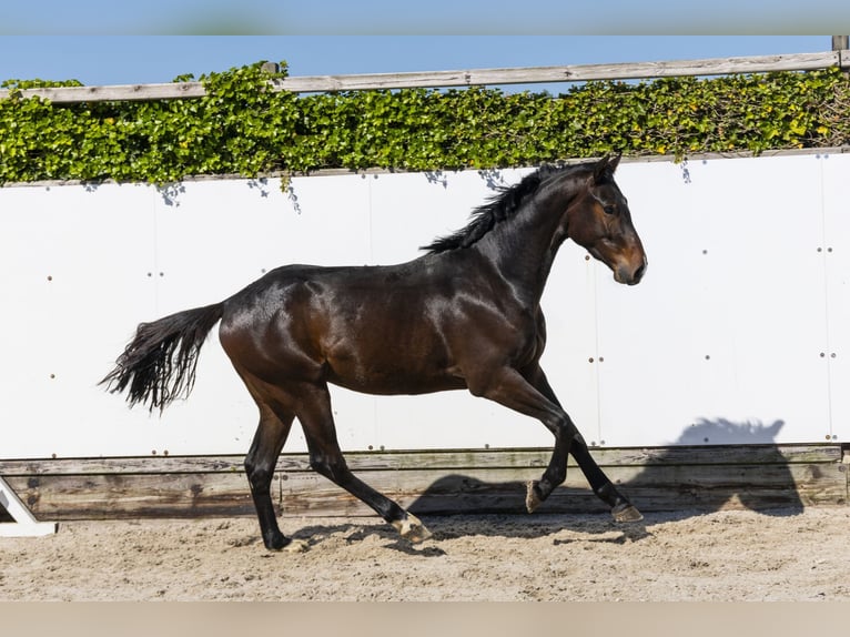 Zangersheider Stallion 2 years 15 hh Bay-Dark in Waddinxveen