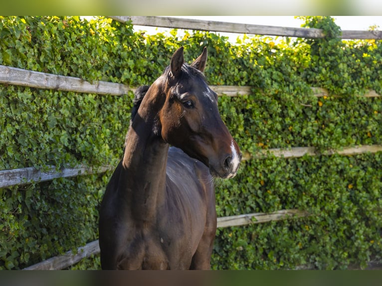 Zangersheider Stallion 2 years 15 hh Bay-Dark in Waddinxveen