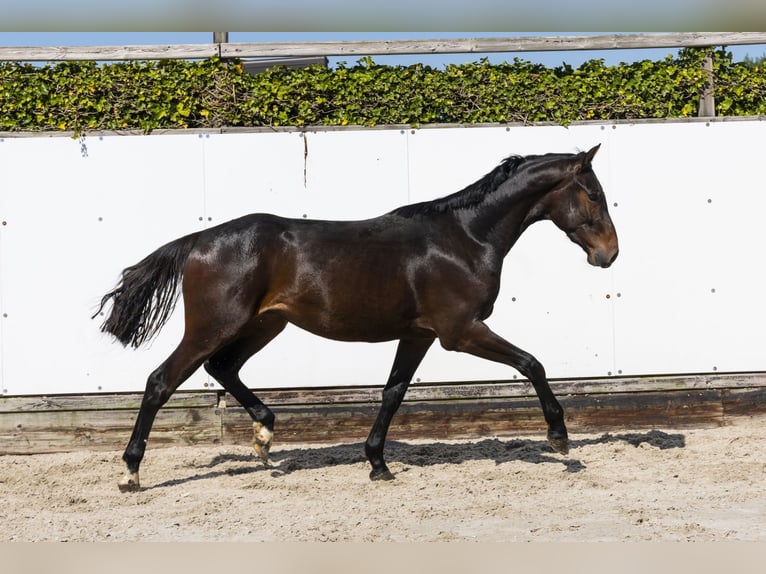Zangersheider Stallion 2 years 15 hh Bay-Dark in Waddinxveen