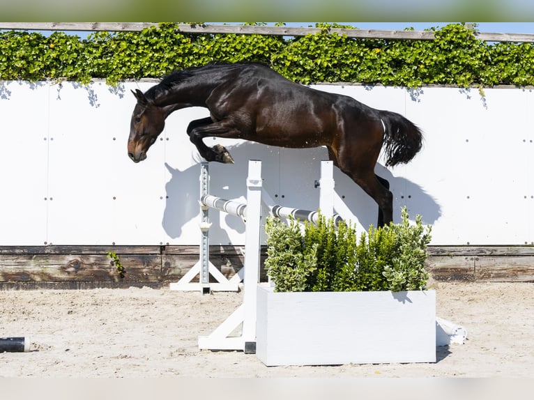 Zangersheider Stallion 2 years 15 hh Bay-Dark in Waddinxveen